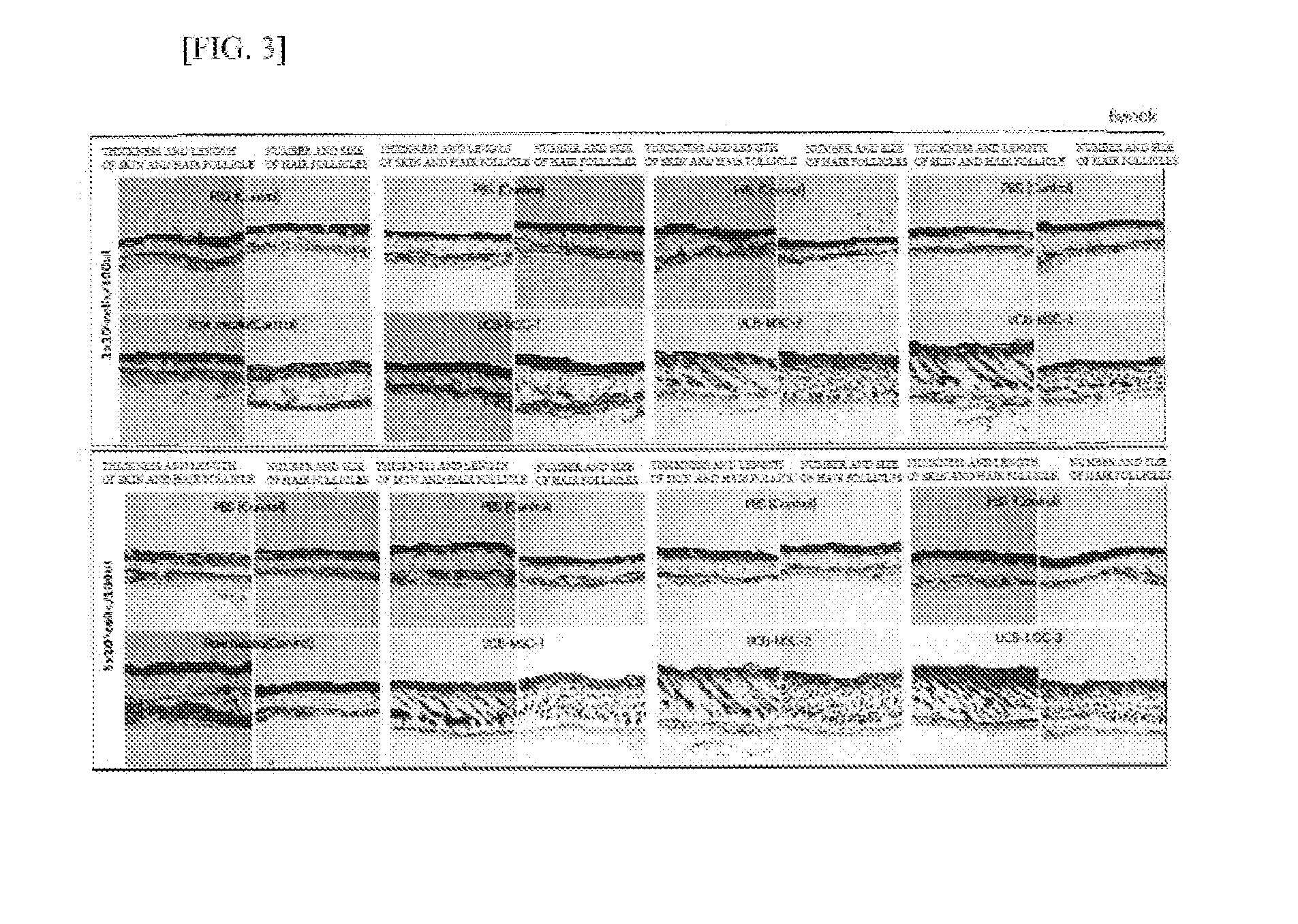 Capability of small-sized stem cells to stimulate hair growth and use thereof
