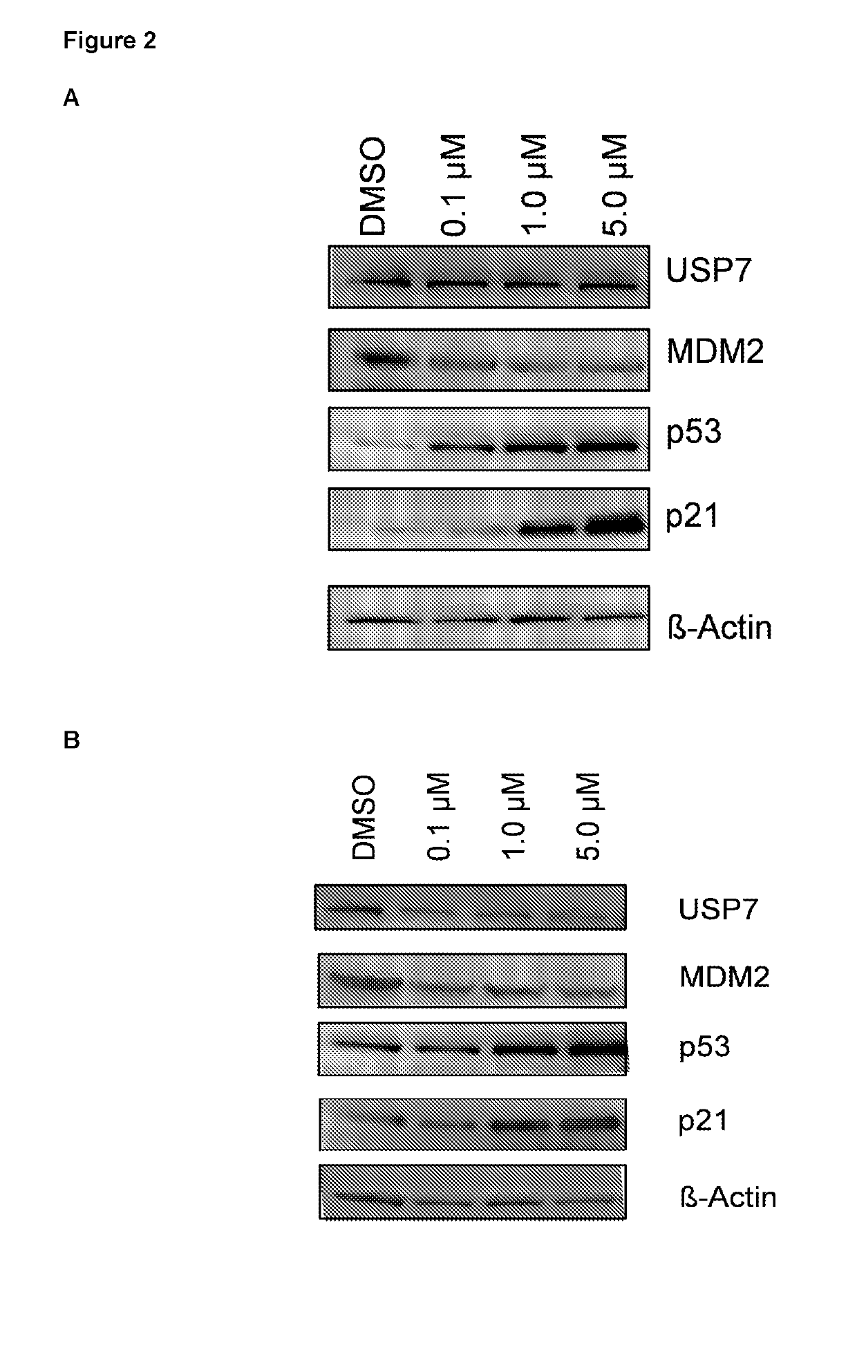 Piperidine derivatives as inhibitors of ubiquitin specific protease 7