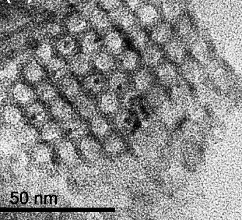 Preparation method and application of nanoporous gold-based catalyst modified by atomic layer deposition ultrathin titanium oxide