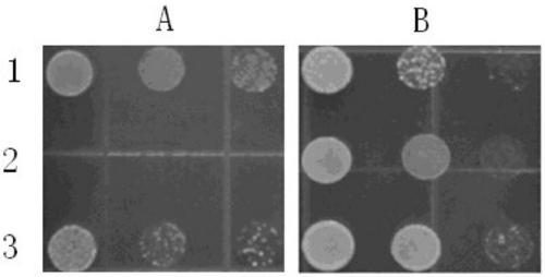 Tobacco KUP7 protein as well as coding gene and application thereof