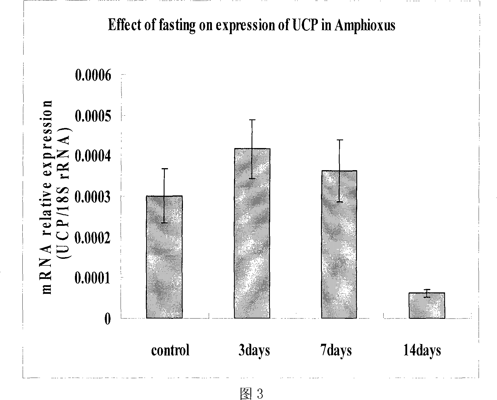 Amphioxus uncoupling protein gene and application thereof