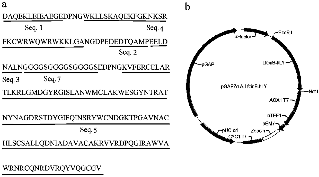 Bovine lactoferricin-human lysozyme fused protein, gene and application thereof