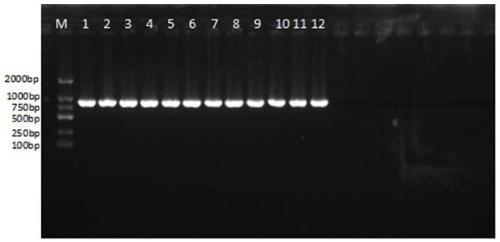 PCR detection primers for klebsiella as pathogeny of mulberry bacterial wilt disease and application of PCR detection primers