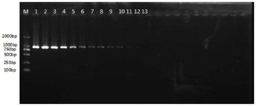 PCR detection primers for klebsiella as pathogeny of mulberry bacterial wilt disease and application of PCR detection primers