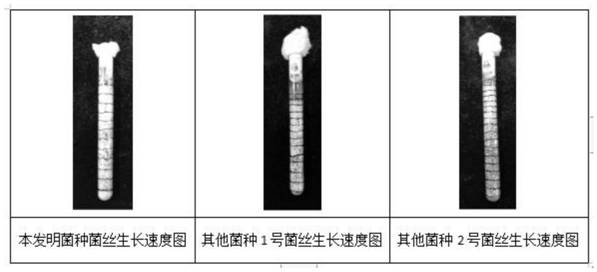 Amauroderma rugosum strain and cultivation, picking and preservation method thereof