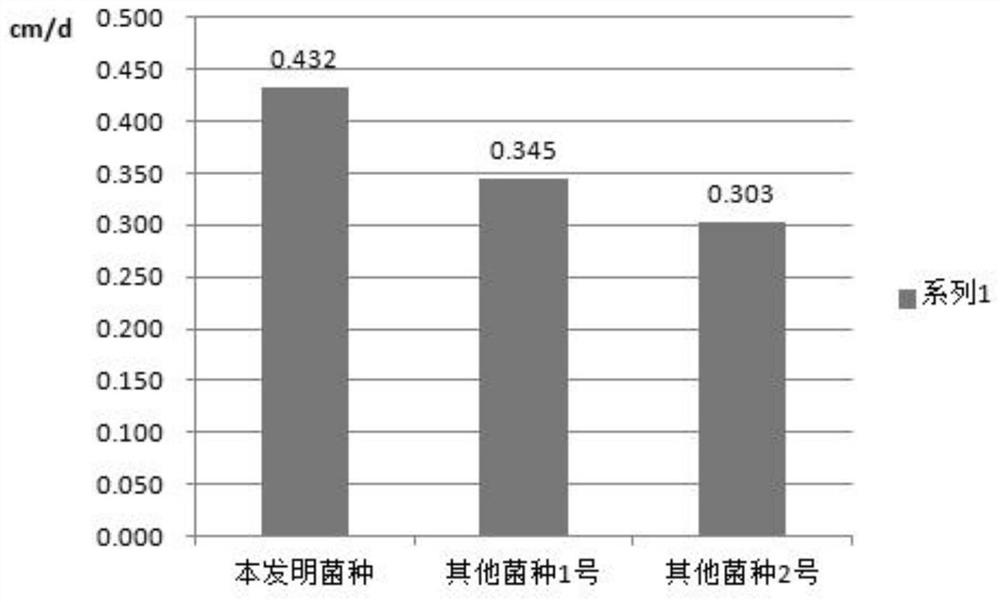 Amauroderma rugosum strain and cultivation, picking and preservation method thereof