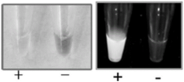 Method and primer composition for detection of Fusarium graminearum based on loop-mediated isothermal amplification technique