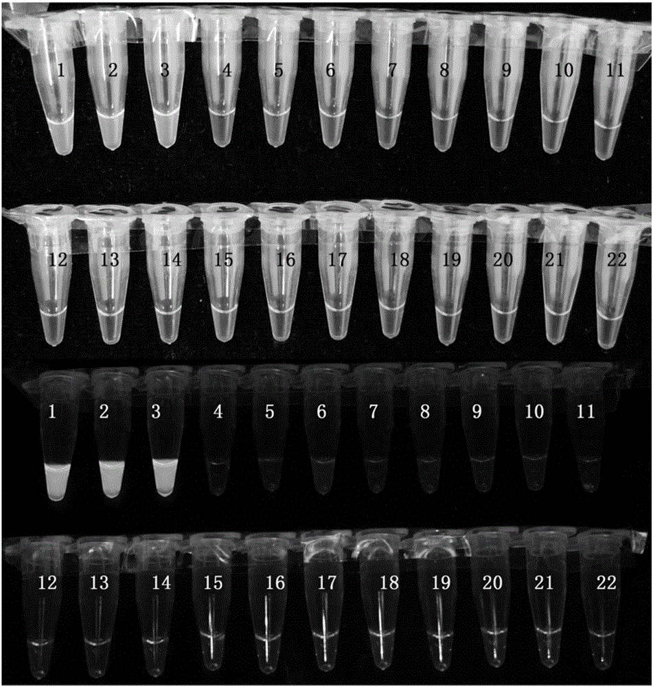 Method and primer composition for detection of Fusarium graminearum based on loop-mediated isothermal amplification technique