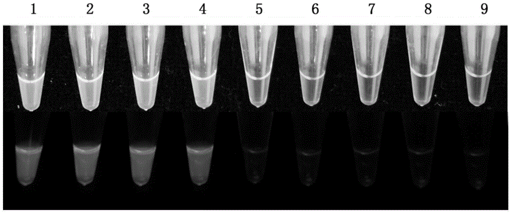 Method and primer composition for detection of Fusarium graminearum based on loop-mediated isothermal amplification technique