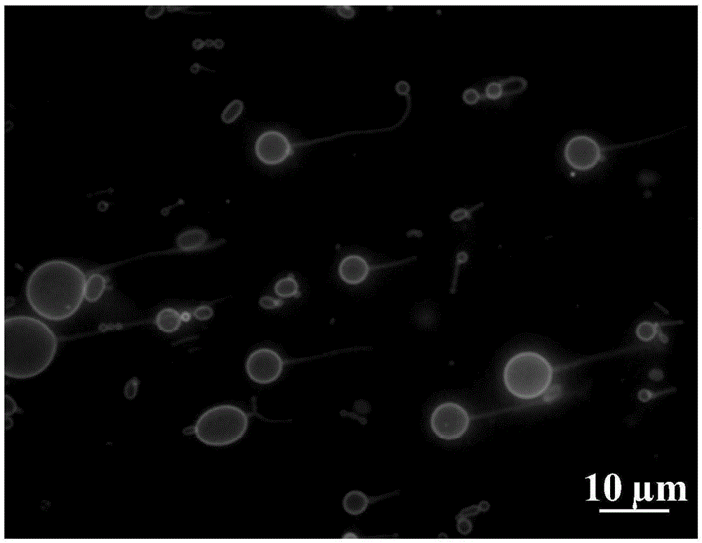 Preparation method of magnetotactic bacteria model