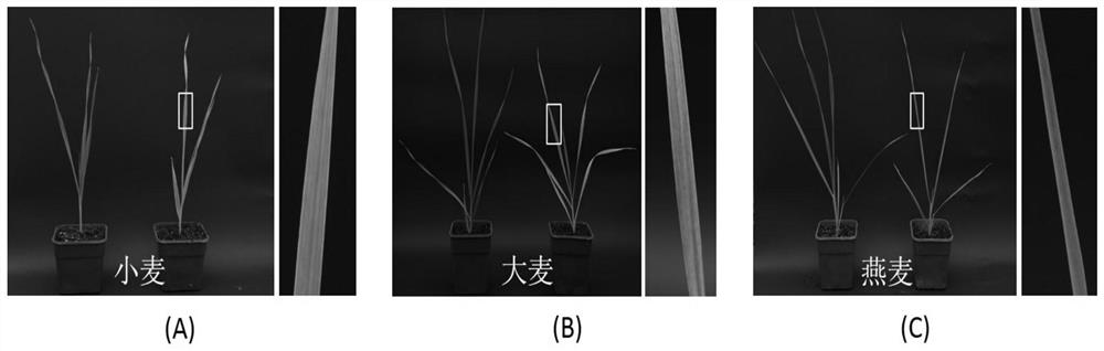 Wheat yellow streak virus and its nash detection method and detection kit