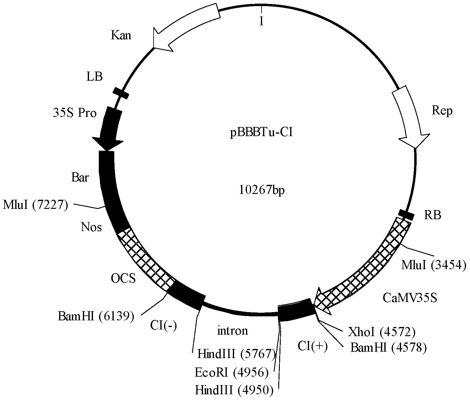 RNA (Ribose Nucleic Acid) with high TuMV (Turnip Mosaic Virus) resistance and RNAi (RNA interfere) vector for coding same