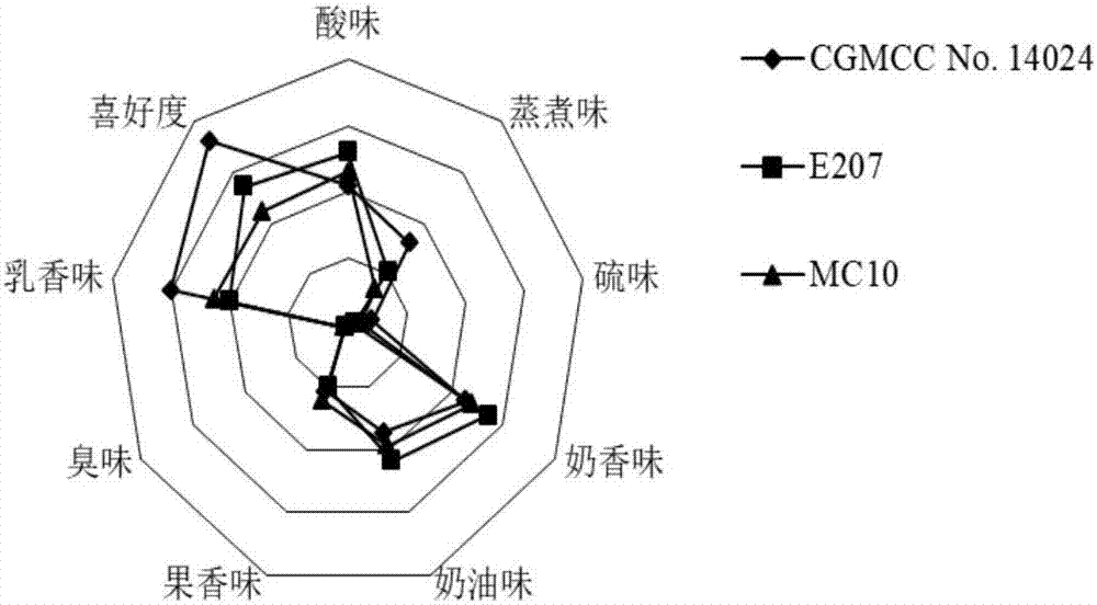 Lactococcus lactis lactate subspecies with high output of hexanoic acid and its application