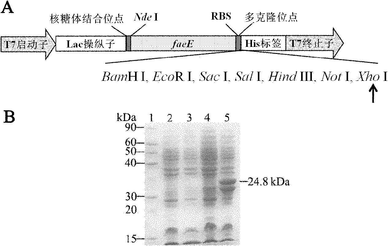 Foreign protein soluble expression plasmid, preparation method thereof and application method thereof