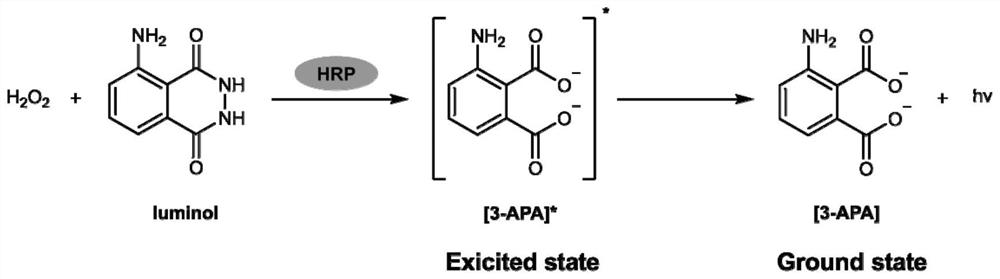 Application of ascorbic acid peroxidase 1 in catalysis of luminol chemiluminescence reaction
