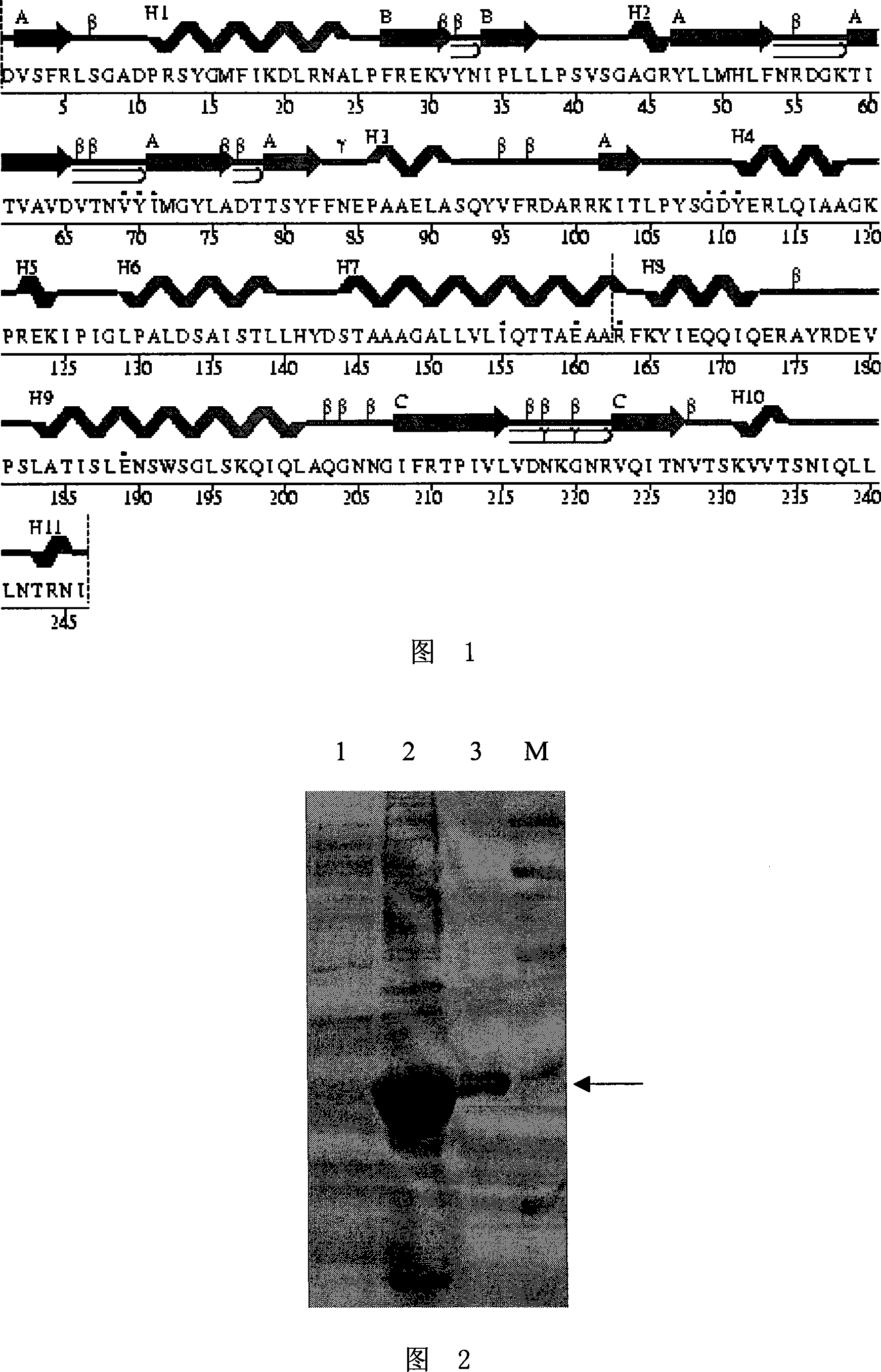 Balsm-pear-seed ribosome inactivated protein and its coding gene and use