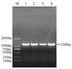 Application of UL43 protein in preparing medicine for preventing and treating cellular mitochondrial dysfunction
