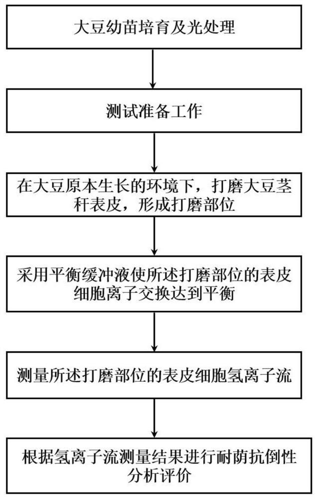 Method for evaluating shade-tolerant lodging resistance of soybeans by measuring stem epidermis cell hydrogen ion flow