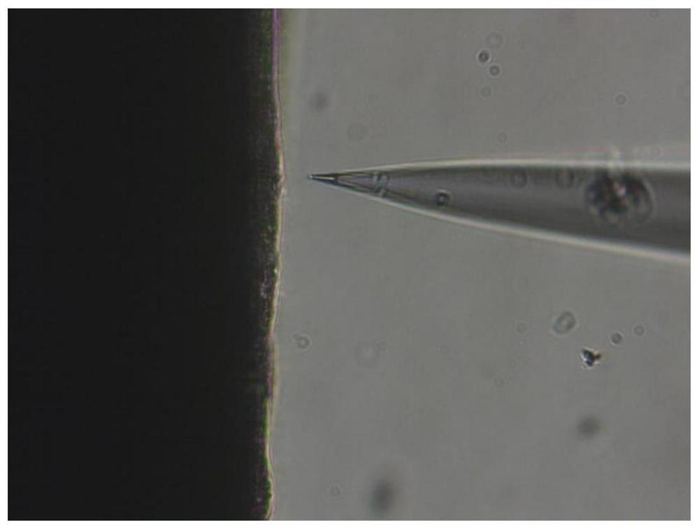 Method for evaluating shade-tolerant lodging resistance of soybeans by measuring stem epidermis cell hydrogen ion flow