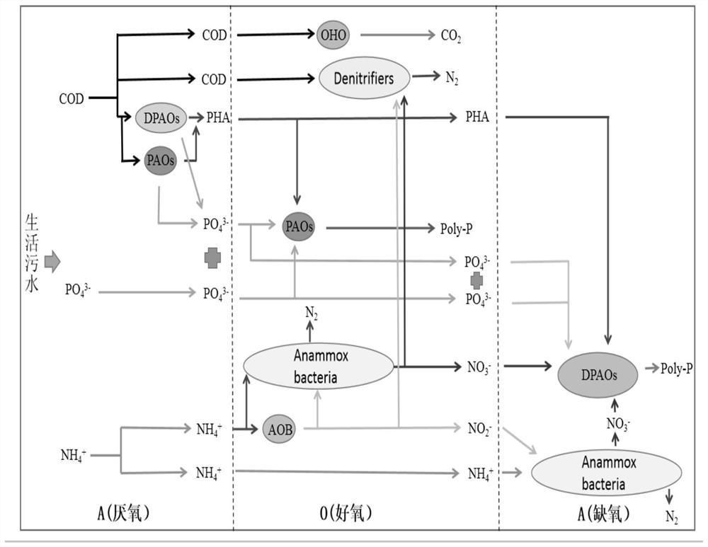 Device and method for realizing advanced nitrogen and phosphorus removal of municipal sewage by coupling integrated short-cut nitrification with anaerobic ammonia oxidation denitrification phosphorus removal