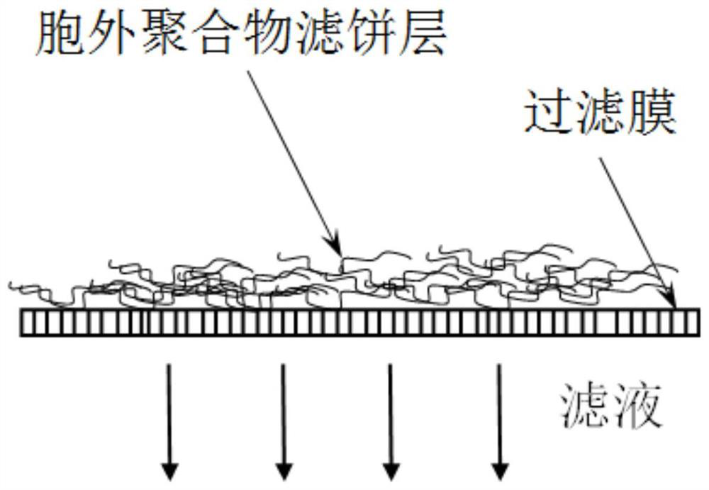 Method for recovery of extracellular polymers in excess sludge and removal of heavy metal ions