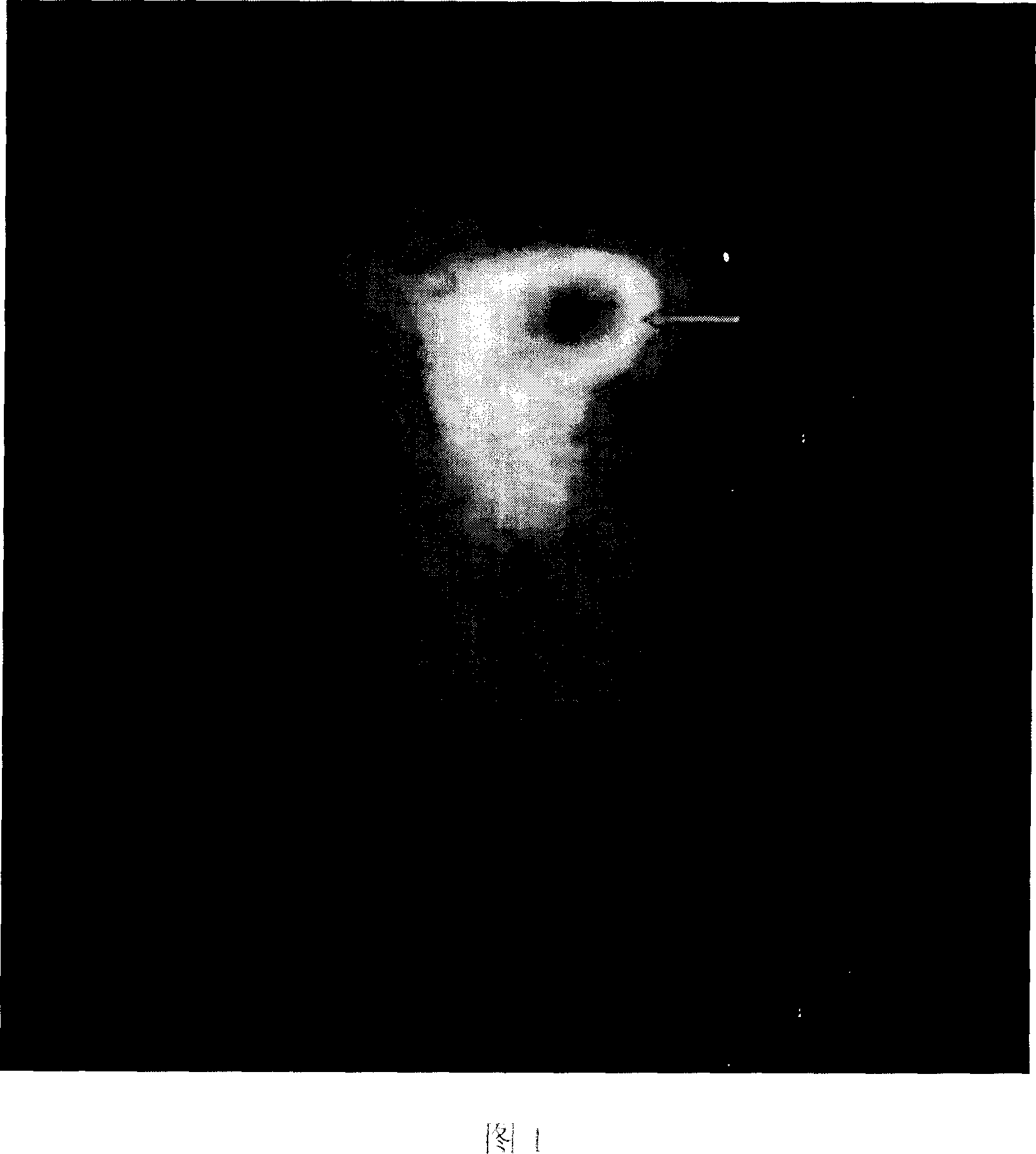 Polypeptide for preparing antineoplastic antibody and its uses