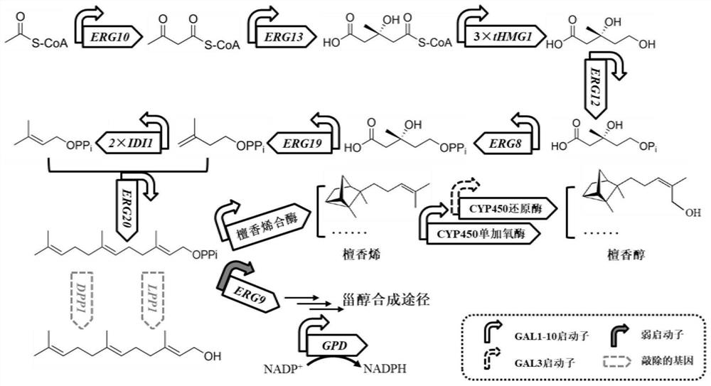 A kind of recombinant yeast with high sandalwood oil production and its construction method and application
