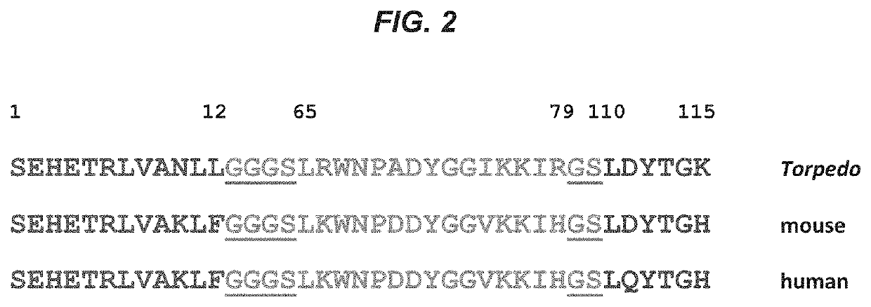 Peptides and uses thereof for diagnosing and treating myasthenia gravis