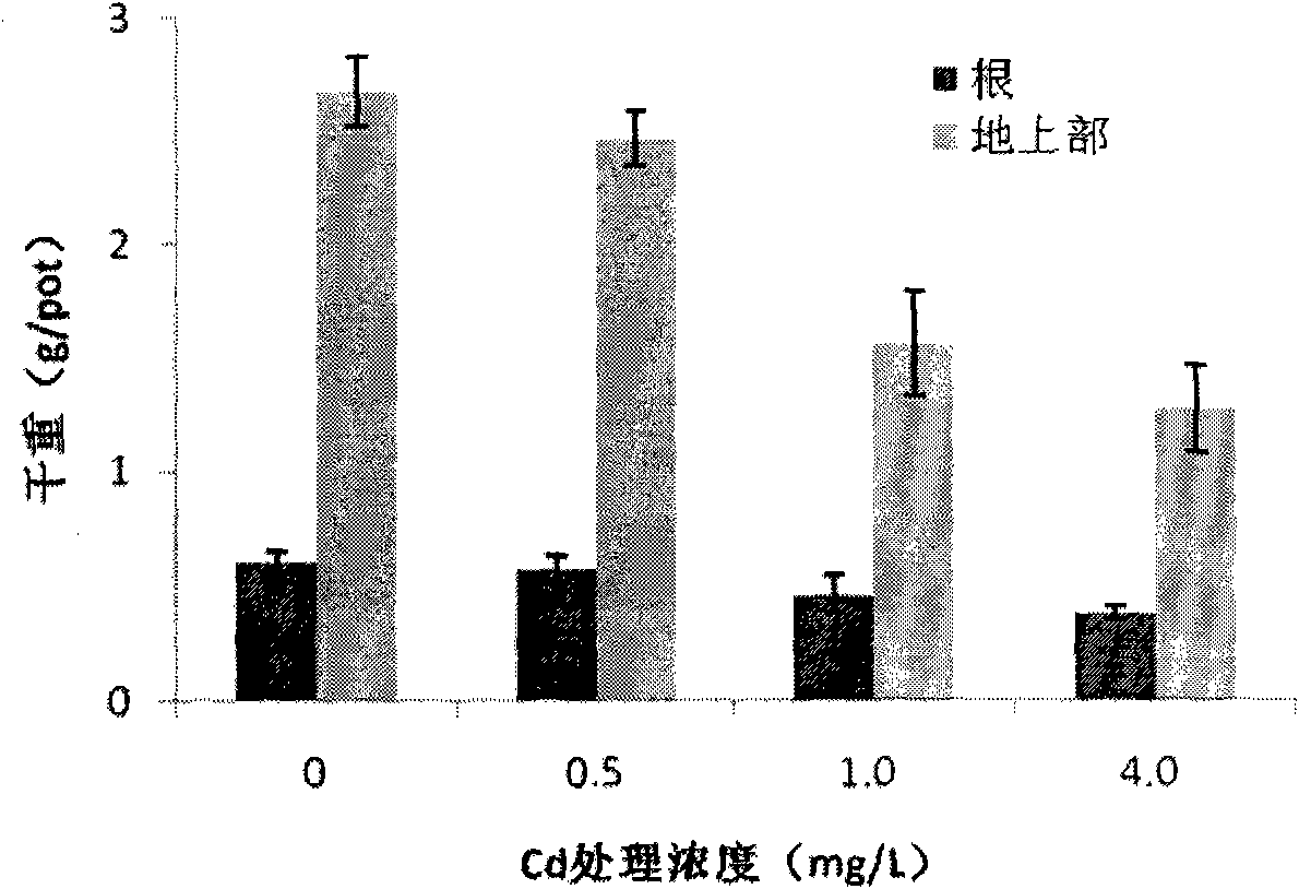Method for remediating cadmium contaminated soil by using ornamental plant smooth joyweed