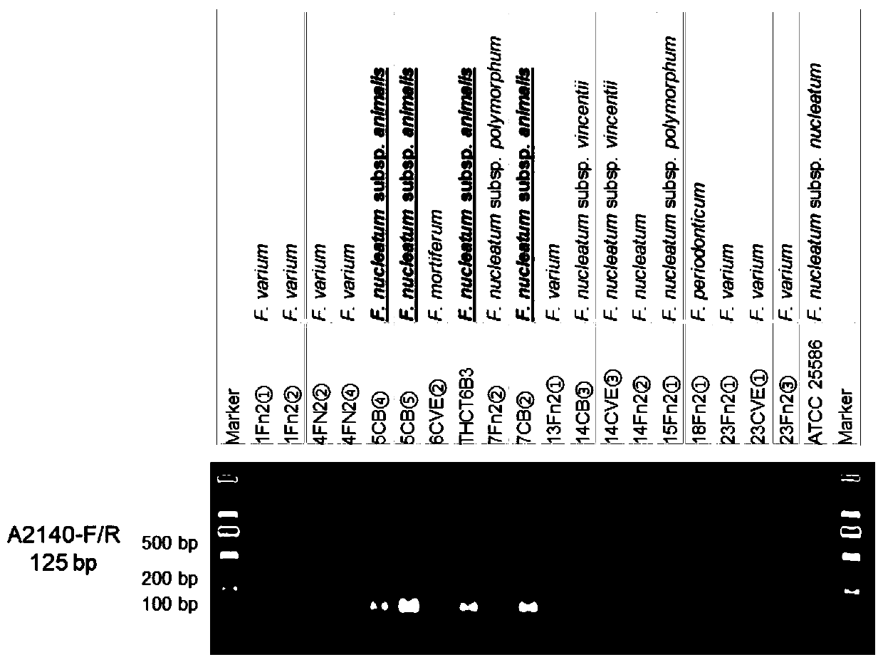 Fusobacterium nucleatum subsp. animalis strain separated from human intestines and application of F. nucleatum subsp. animalis strain