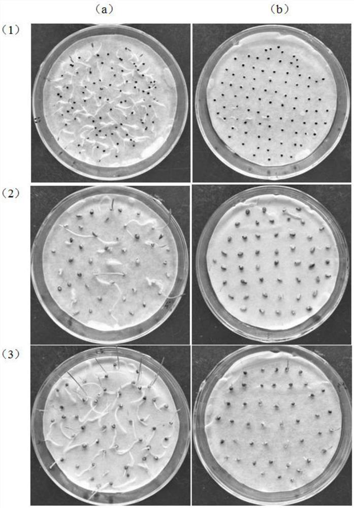 Application of Pseudomonas fluorescens in the control of dicotyledonous weeds and powdery mildew and its bacterial agent, preparation and use method