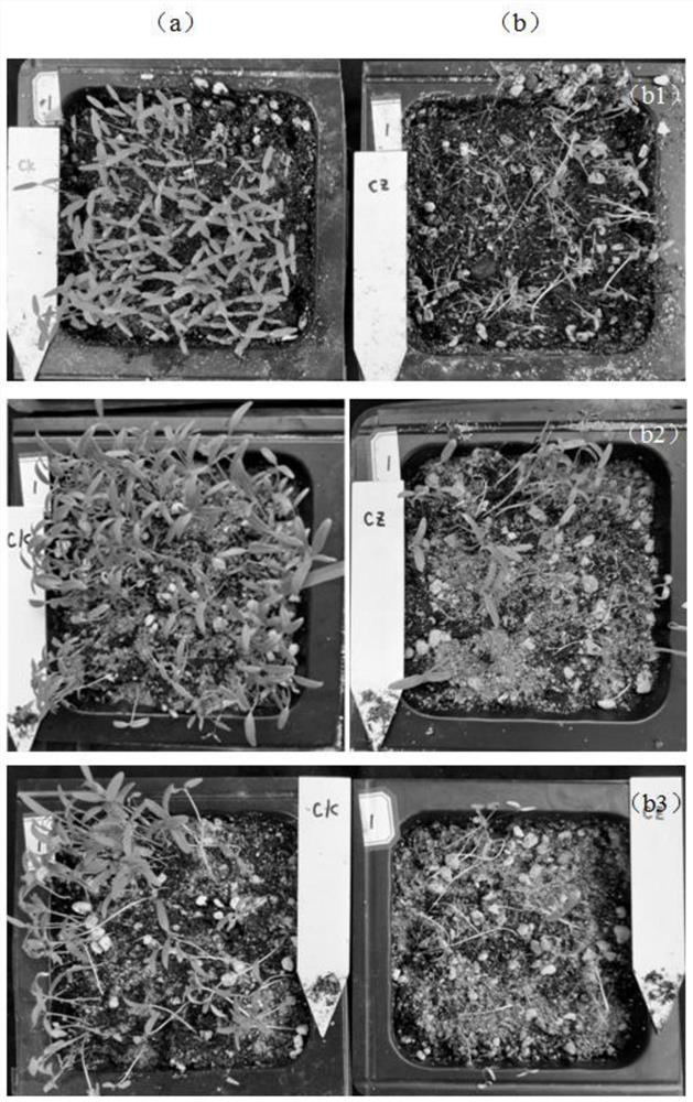 Application of Pseudomonas fluorescens in the control of dicotyledonous weeds and powdery mildew and its bacterial agent, preparation and use method