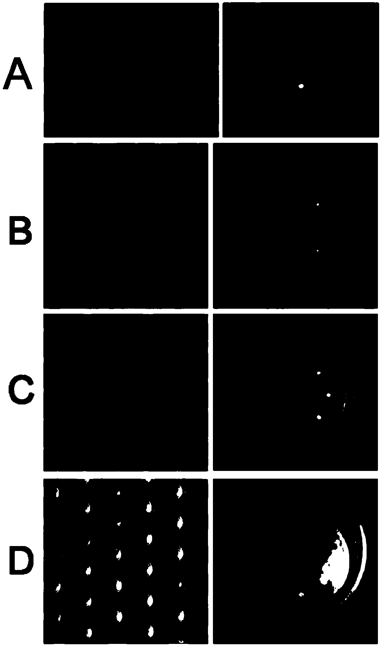 Rare cell unicellular level separating and detection method