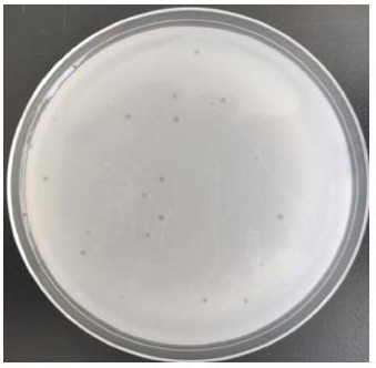 Vibrio bacteriophage PC-Liy1 with cross-species lysis capability, preparation method and application