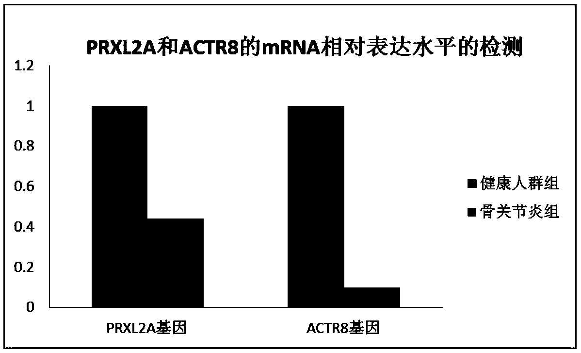 Osteoarthritis disease screening genes PRXL2A and ACTR8 and use thereof