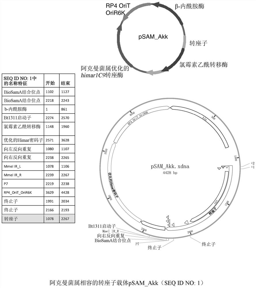 Systems and methods for genetic manipulation of akkermansia species