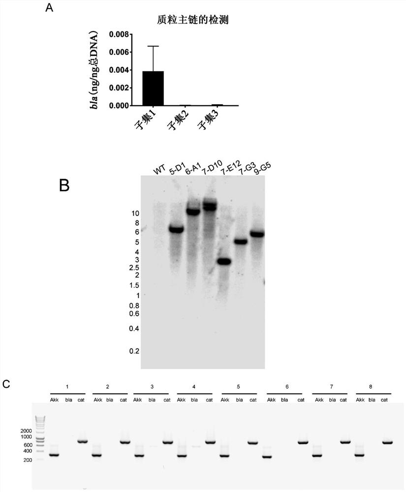 Systems and methods for genetic manipulation of akkermansia species