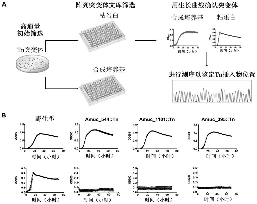 Systems and methods for genetic manipulation of akkermansia species