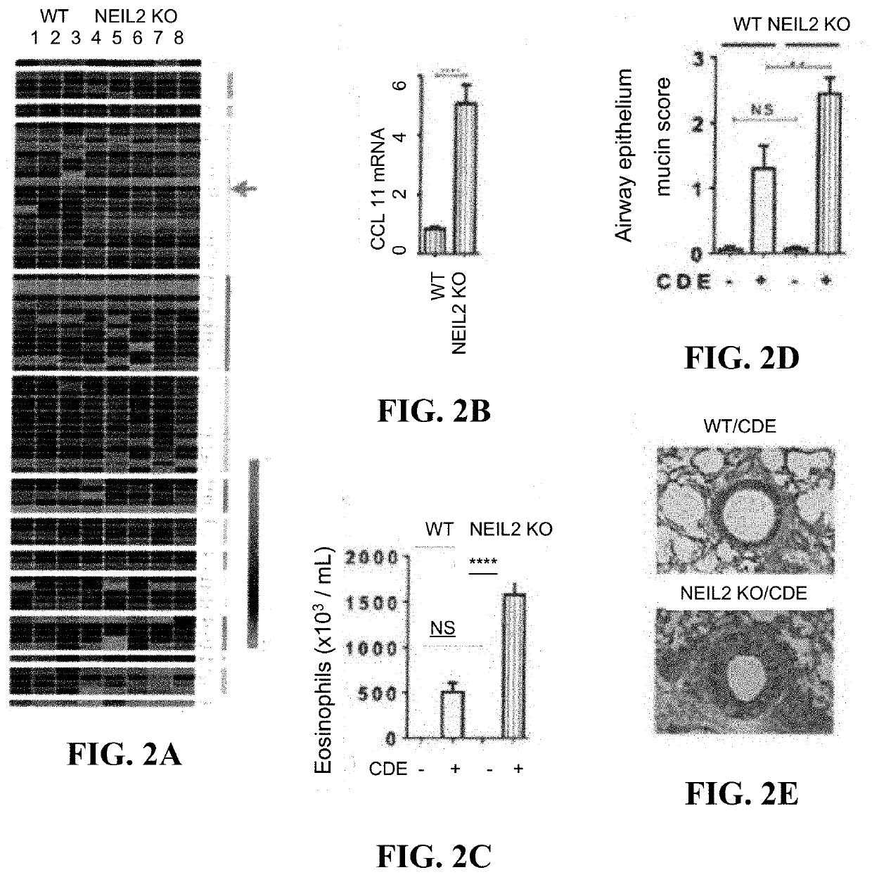 Methods and compositions related to recombinant neil2