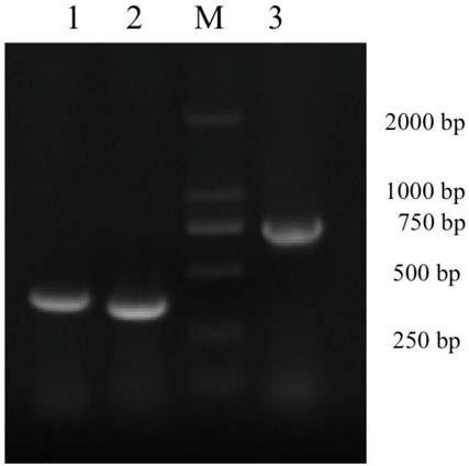 Bovine derived anti-staphylococcus aureus fusion antibody scFv-Fc and preparation method thereof