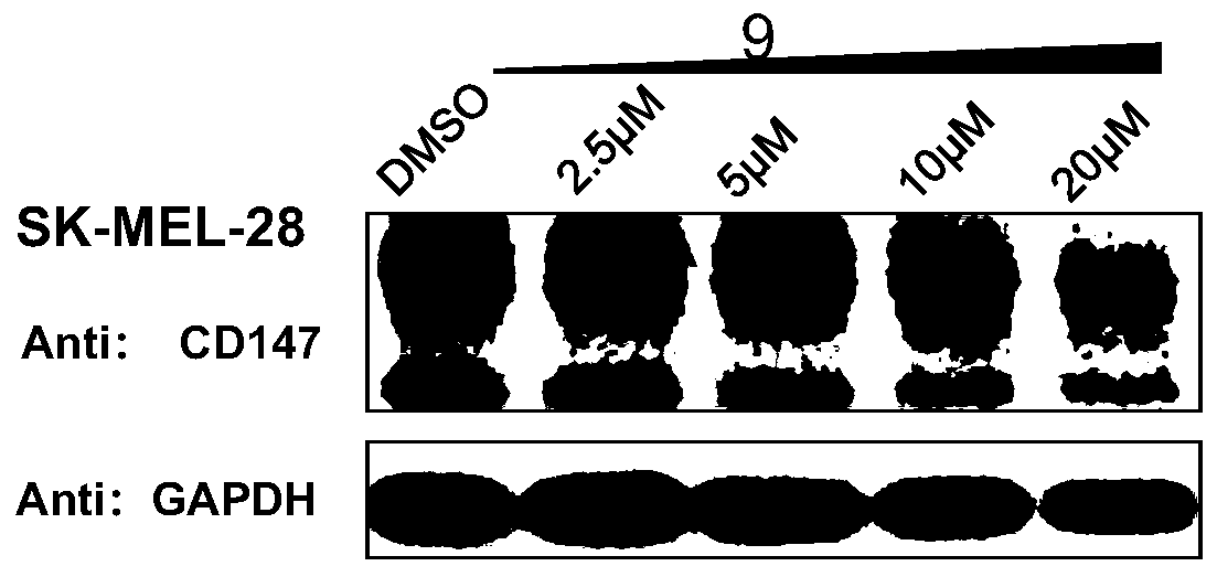 Proteolytic targeting chimera, and preparation method and application thereof