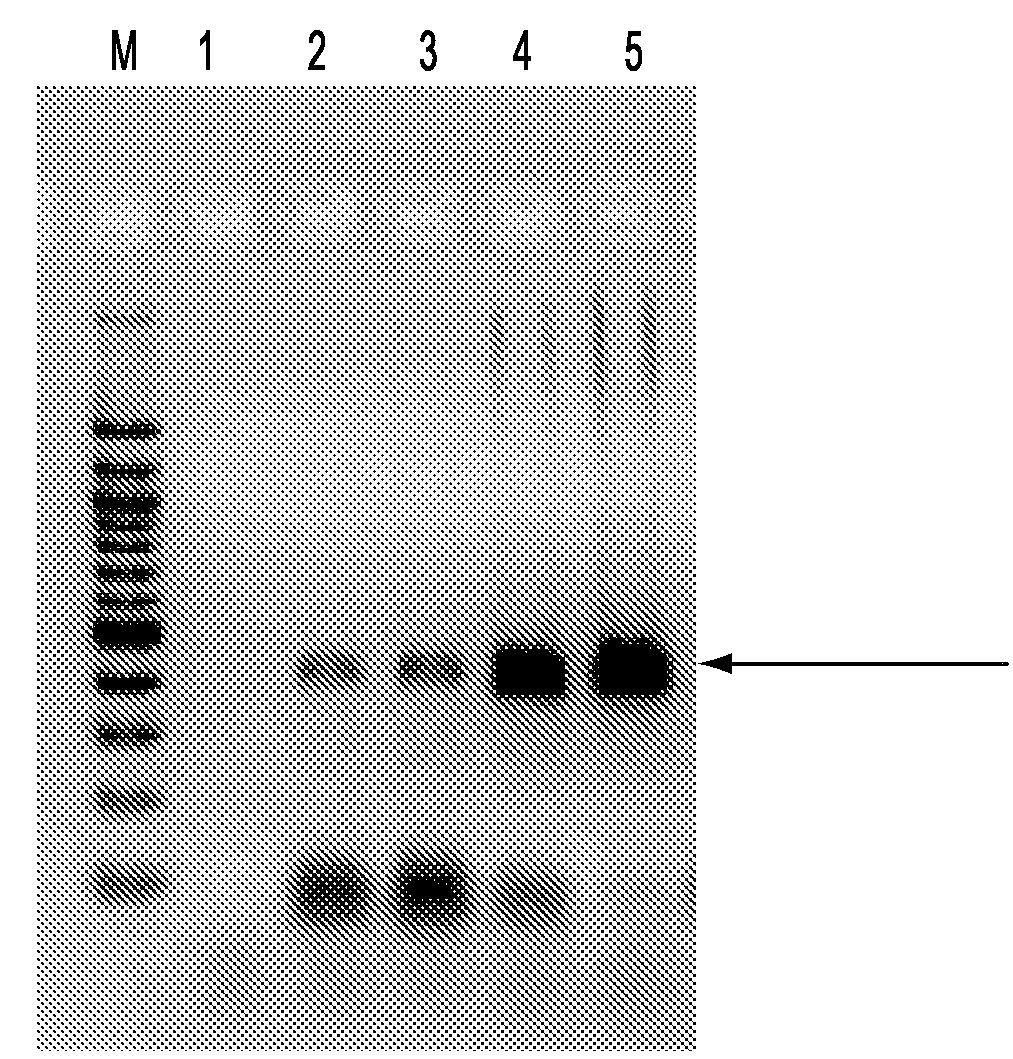 Multiplex oligonucleotide addition and target amplification