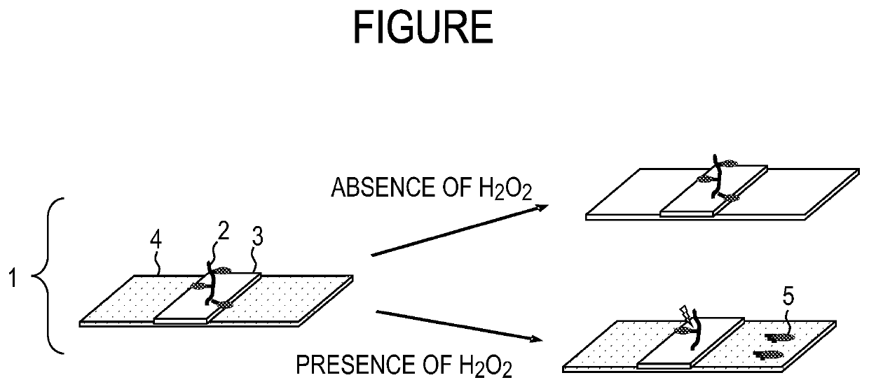 Polymer dye for detecting hydrogen peroxide and structure for detecting hydrogen peroxide