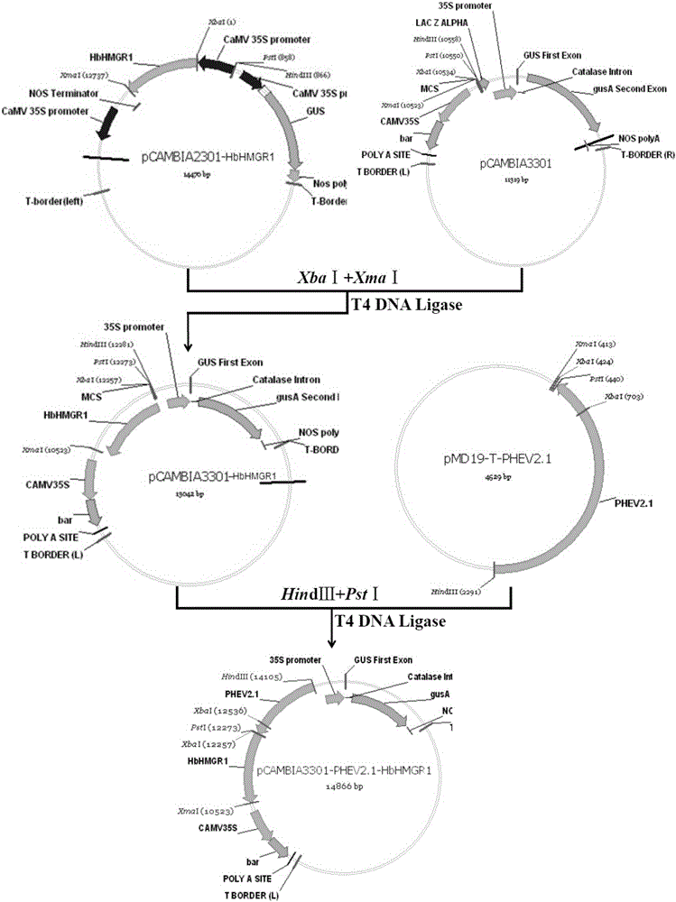 Method for acquiring transgenic hevea plant by virtue of laticifer specific promoter