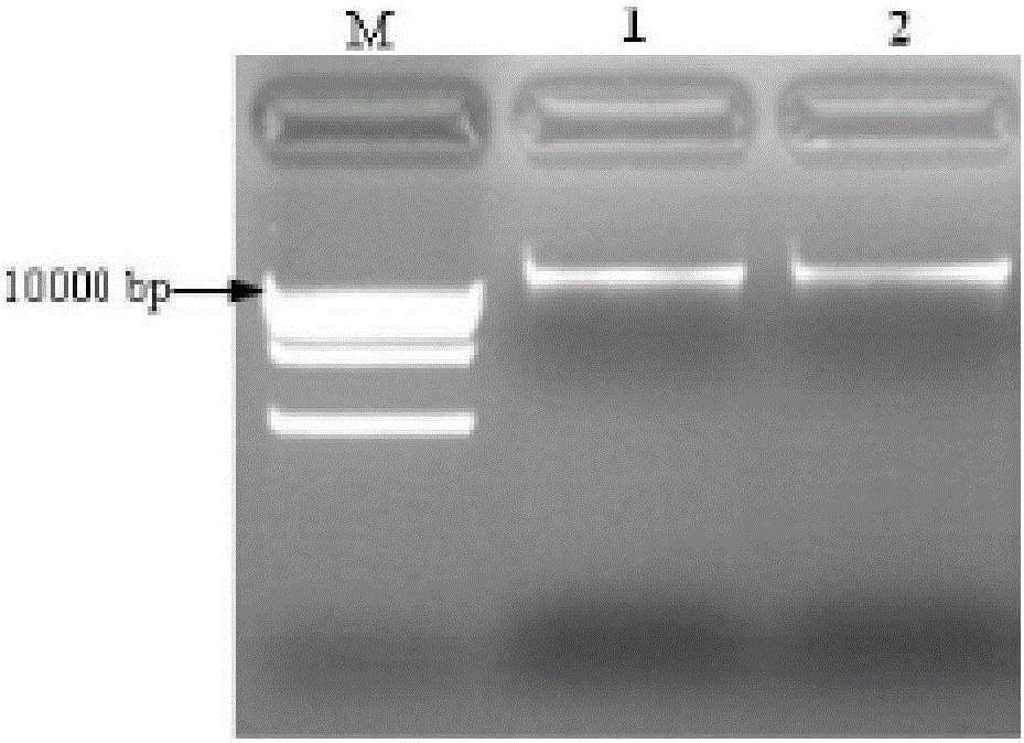 Method for acquiring transgenic hevea plant by virtue of laticifer specific promoter