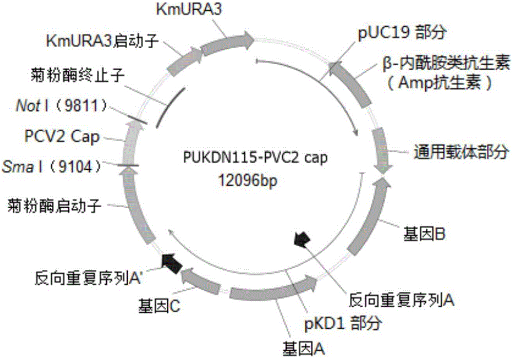 Porcine circovirus type II virus-like particle vaccine and preparation method thereof