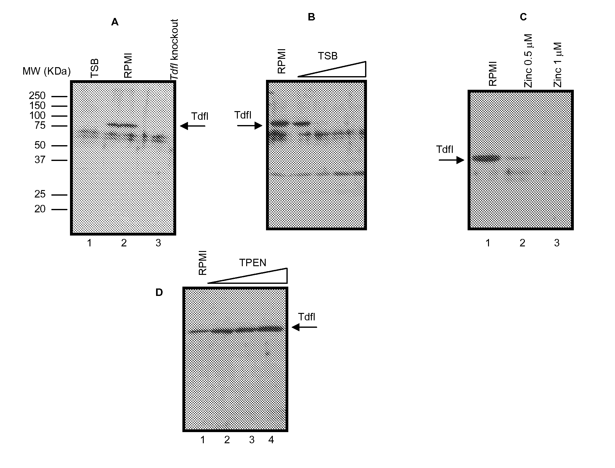 Vaccine Comprising Protein NMB0964 From Neisseria Meningitidis