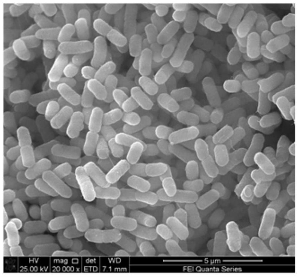 Malachite green and recessive malachite green degrading bacteria and their separation and purification methods and applications