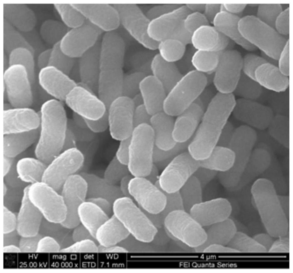 Malachite green and recessive malachite green degrading bacteria and their separation and purification methods and applications