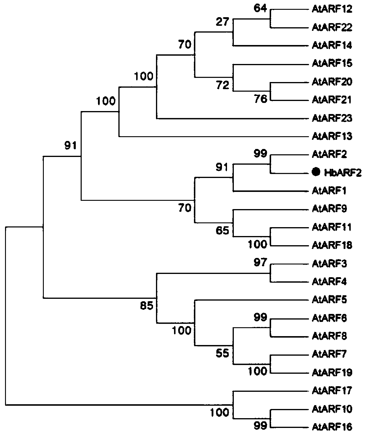 ARF gene of rubber trees and coded protein and application thereof